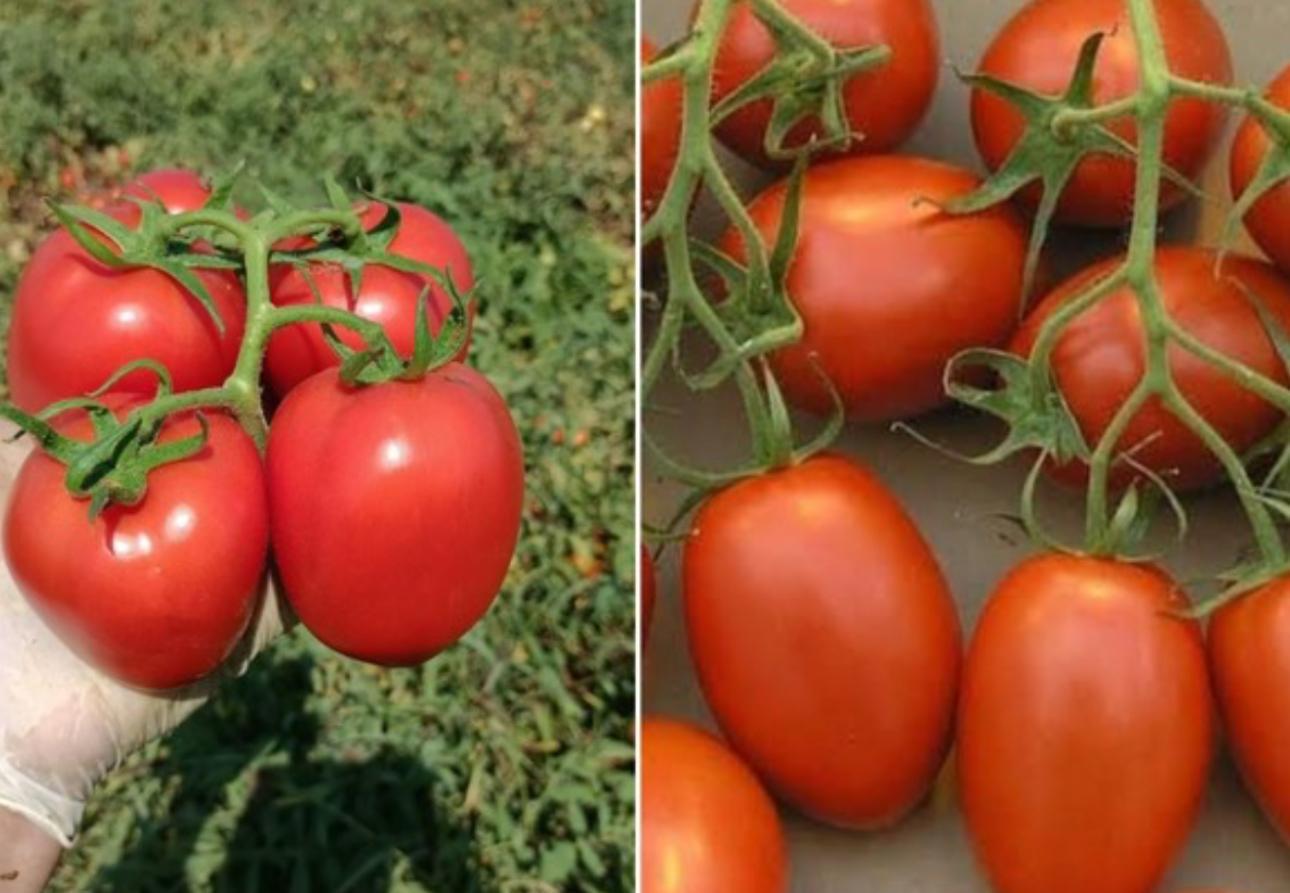 Tomates