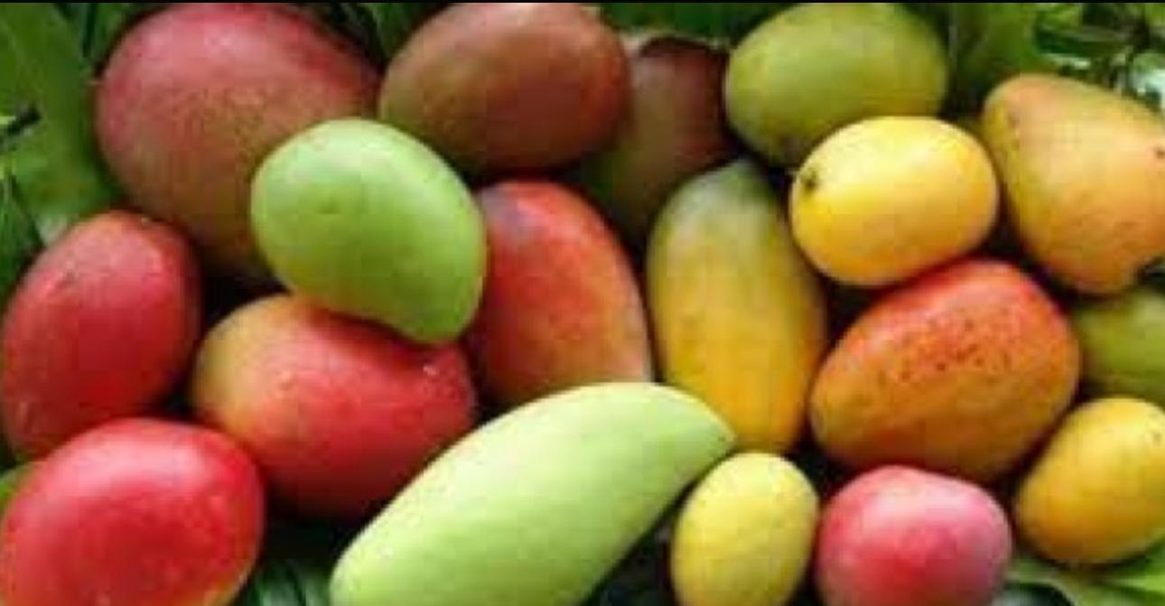 Mangue