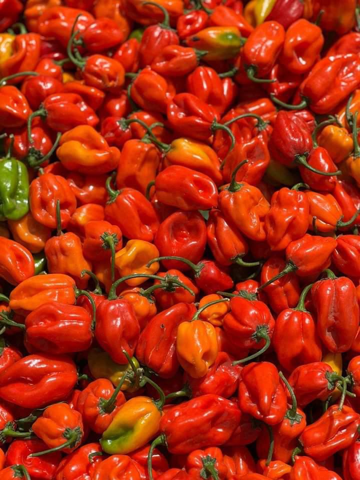 Piment